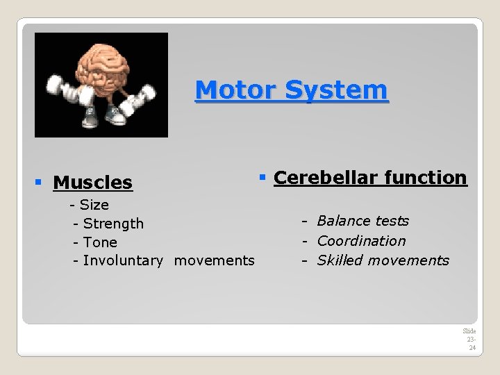 Motor System § Muscles - Size - Strength - Tone - Involuntary movements §