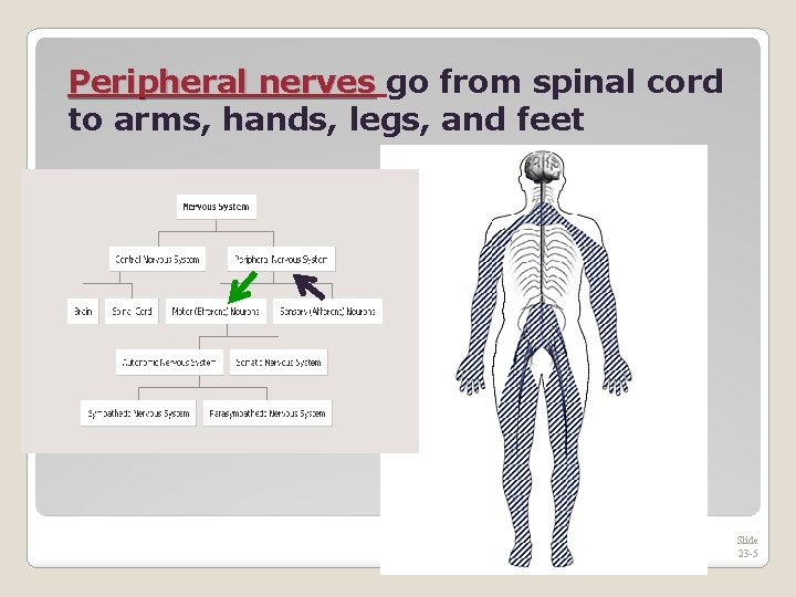 Peripheral nerves go from spinal cord to arms, hands, legs, and feet Slide 23