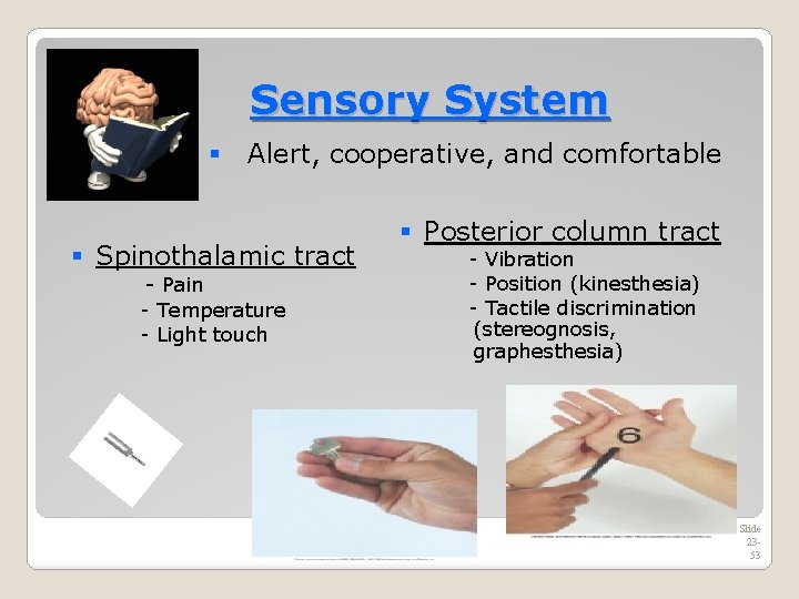 Sensory System § Alert, cooperative, and comfortable § Spinothalamic tract - Pain - Temperature