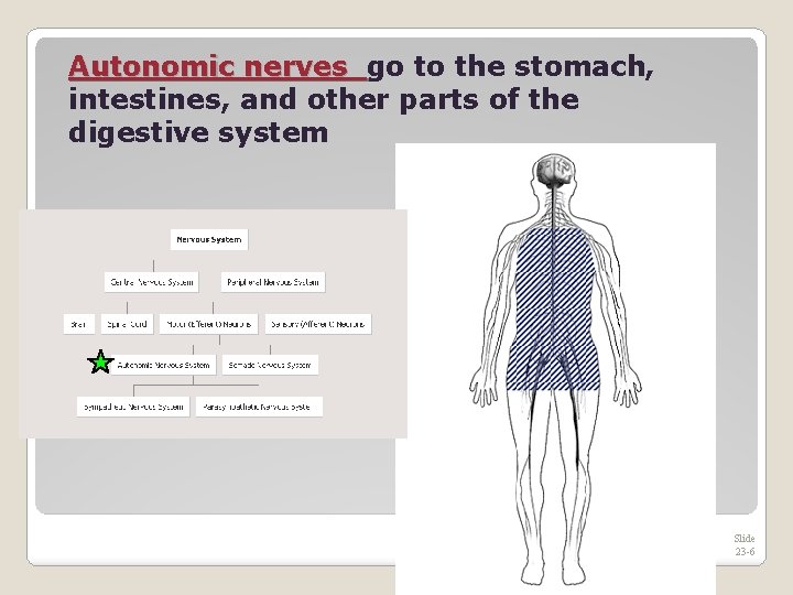 Autonomic nerves go to the stomach, intestines, and other parts of the digestive system