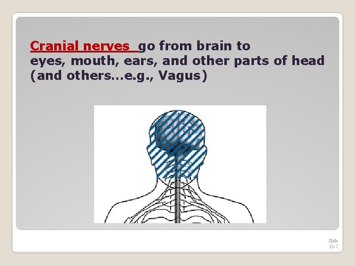 Cranial nerves go from brain to eyes, mouth, ears, and other parts of head