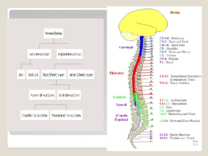 Slide 23 -8 