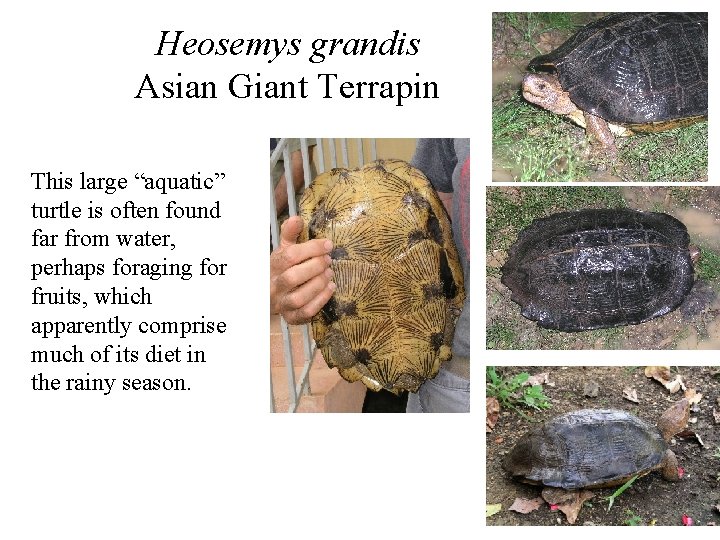 Heosemys grandis Asian Giant Terrapin This large “aquatic” turtle is often found far from
