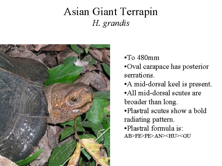 Asian Giant Terrapin H. grandis • To 480 mm • Oval carapace has posterior