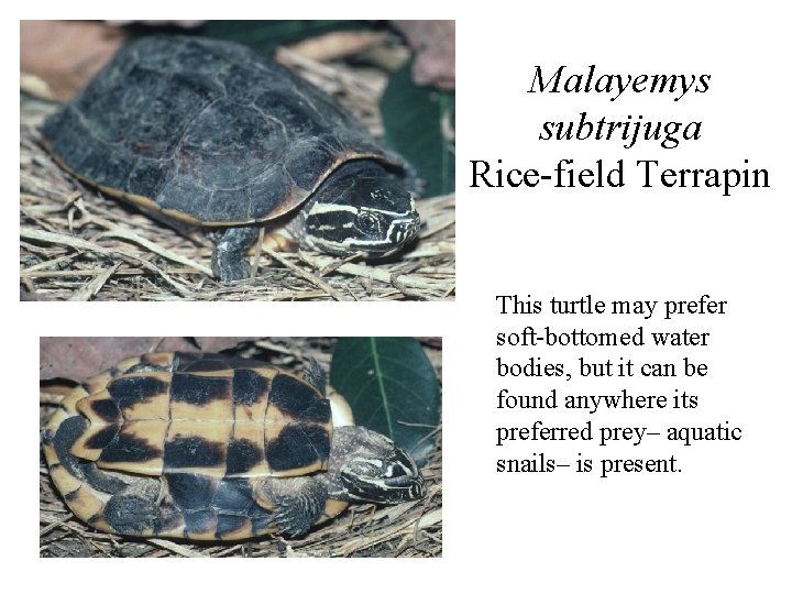 Malayemys subtrijuga Rice-field Terrapin This turtle may prefer soft-bottomed water bodies, but it can