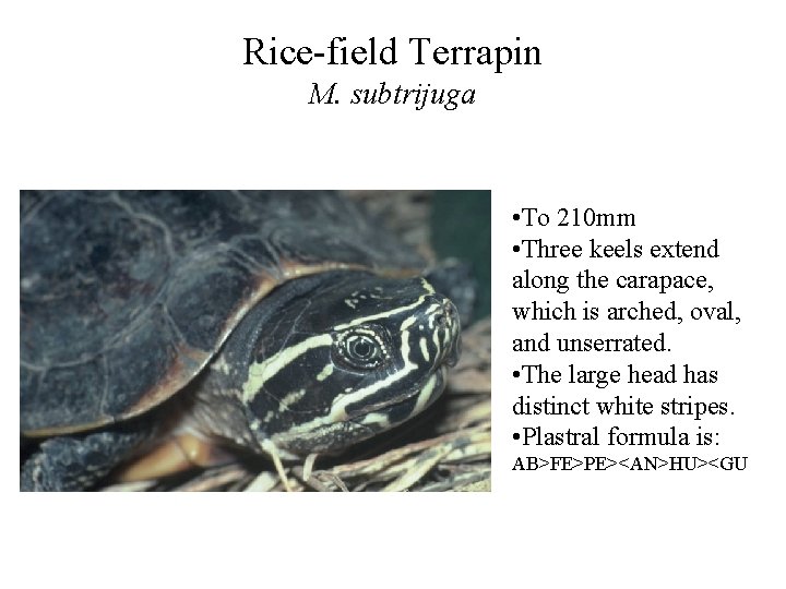 Rice-field Terrapin M. subtrijuga • To 210 mm • Three keels extend along the