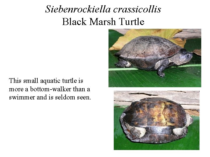 Siebenrockiella crassicollis Black Marsh Turtle This small aquatic turtle is more a bottom-walker than