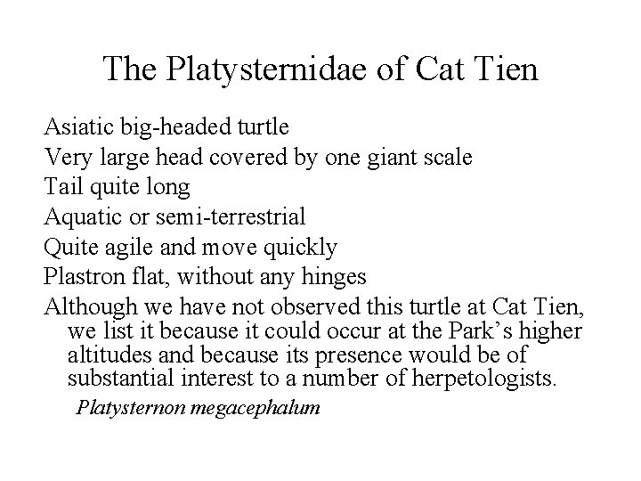 The Platysternidae of Cat Tien Asiatic big-headed turtle Very large head covered by one