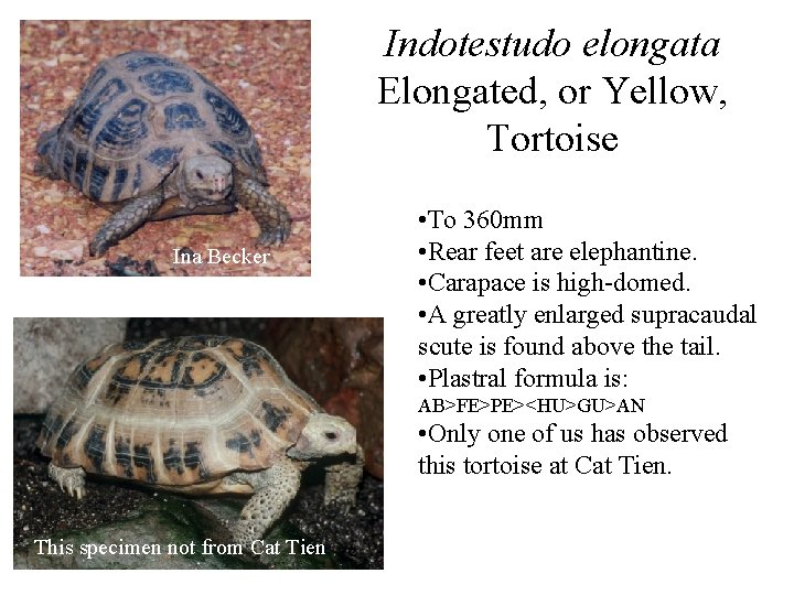 Indotestudo elongata Elongated, or Yellow, Tortoise Ina Becker • To 360 mm • Rear