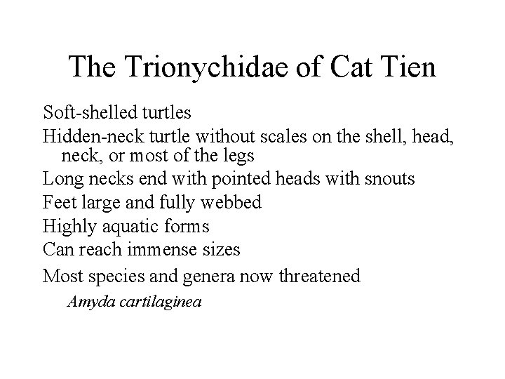 The Trionychidae of Cat Tien Soft-shelled turtles Hidden-neck turtle without scales on the shell,
