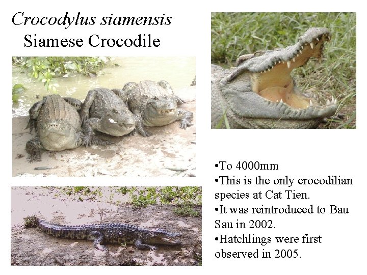 Crocodylus siamensis Siamese Crocodile • To 4000 mm • This is the only crocodilian