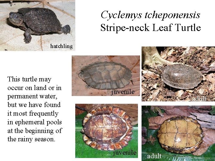 Cyclemys tcheponensis Stripe-neck Leaf Turtle hatchling This turtle may occur on land or in