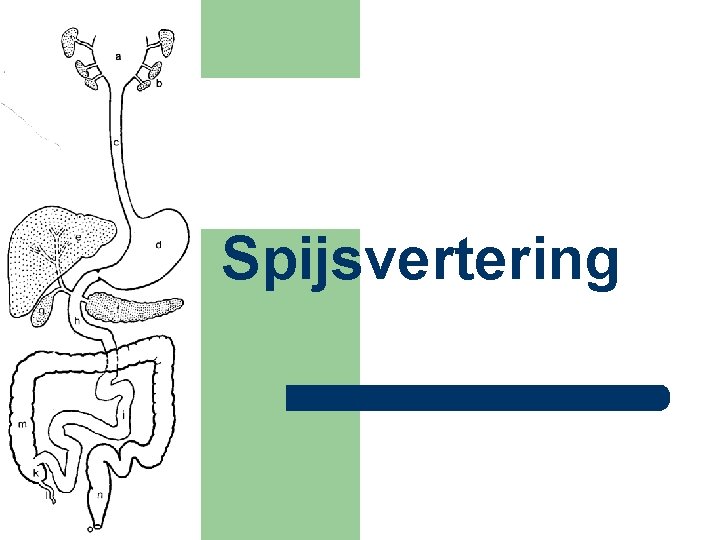 Spijsvertering 