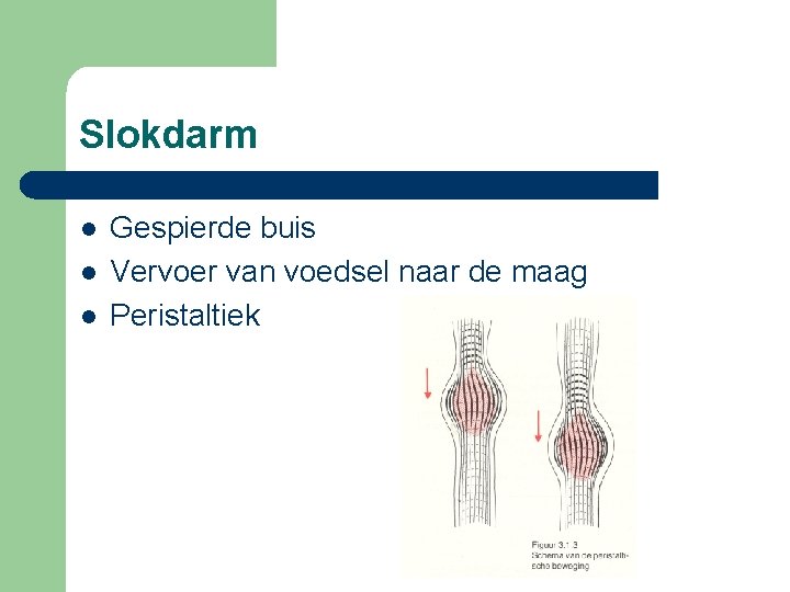 Slokdarm l l l Gespierde buis Vervoer van voedsel naar de maag Peristaltiek 