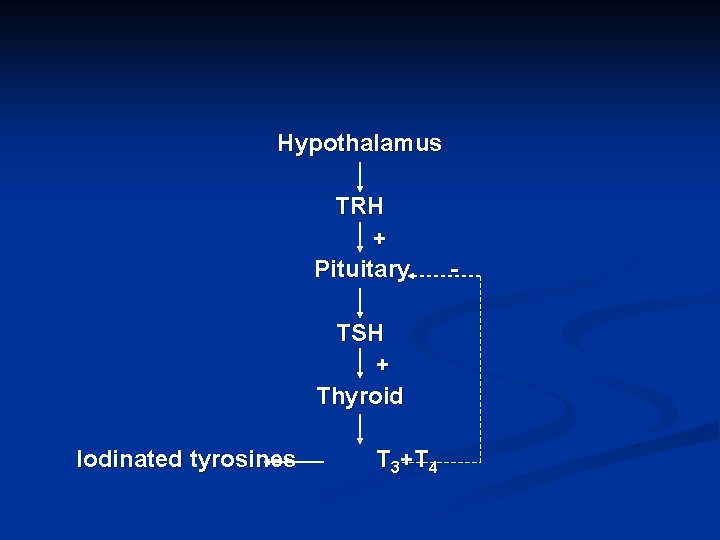Hypothalamus TRH + Pituitary TSH + Thyroid Iodinated tyrosines T 3+T 4 - 