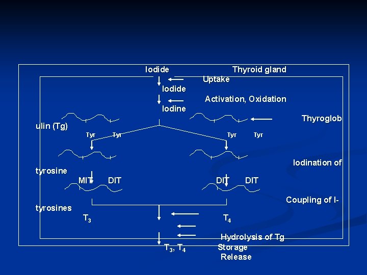 Iodide Thyroid gland Uptake Iodide Activation, Oxidation Iodine Thyroglob ulin (Tg) Tyr Tyr Iodination