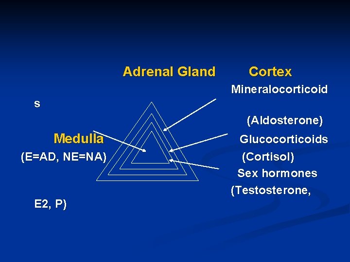 Adrenal Gland Cortex Mineralocorticoid s (Aldosterone) Medulla (E=AD, NE=NA) E 2, P) Glucocorticoids (Cortisol)