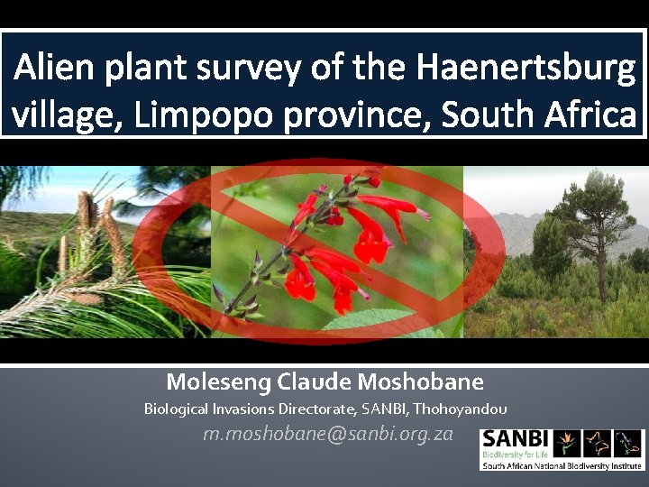 Alien plant survey of the Haenertsburg village, Limpopo province, South Africa Moleseng Claude Moshobane