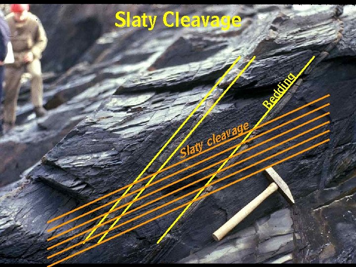 Be dd in g Slaty Cleavage l ge a v ea S c y Be dd in g Slaty Cleavage l ge a v ea S c y