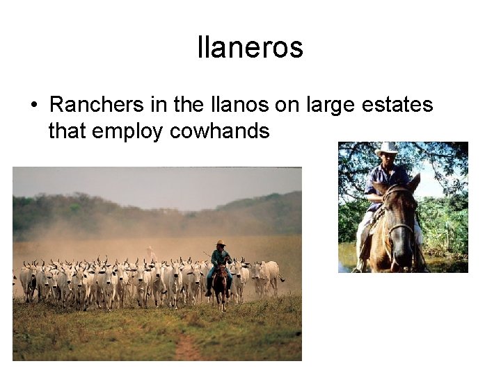 llaneros • Ranchers in the llanos on large estates that employ cowhands 
