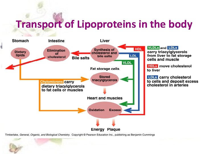 Transport of Lipoproteins in the body 
