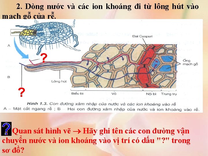 2. Dòng nước và các ion khoáng đi từ lông hút vào mạch gỗ