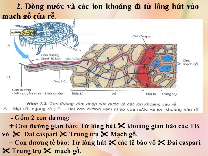 2. Dòng nước và các ion khoáng đi từ lông hút vào mạch gỗ