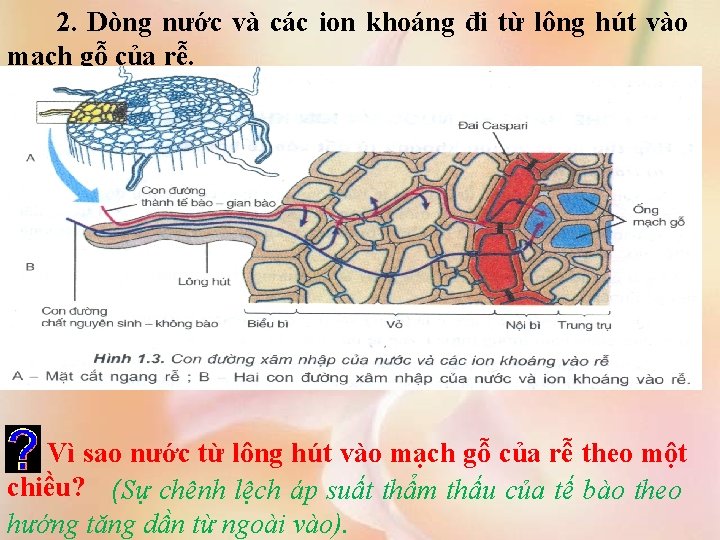 2. Dòng nước và các ion khoáng đi từ lông hút vào mạch gỗ