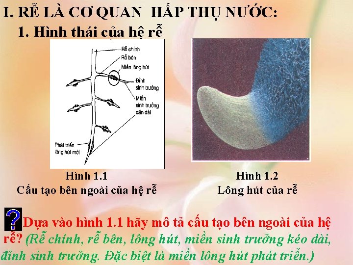 I. RỄ LÀ CƠ QUAN HẤP THỤ NƯỚC: 1. Hình thái của hệ rễ