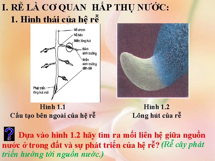 I. RỄ LÀ CƠ QUAN HẤP THỤ NƯỚC: 1. Hình thái của hệ rễ