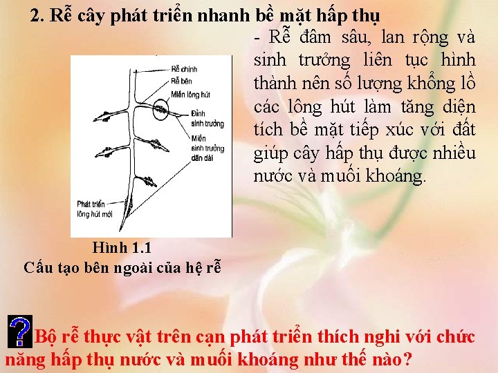 2. Rễ cây phát triển nhanh bề mặt hấp thụ - Rễ đâm sâu,