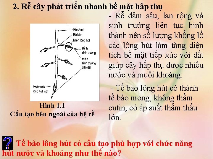 2. Rễ cây phát triển nhanh bề mặt hấp thụ - Rễ đâm sâu,