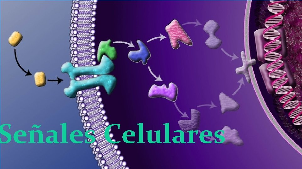 Señales Celulares 