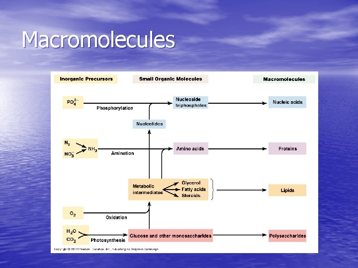 Macromolecules Macromolecules