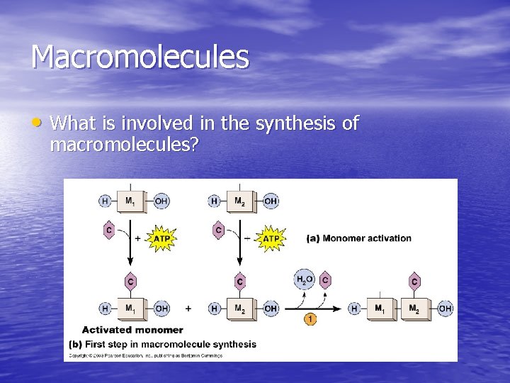 Macromolecules • What is involved in the synthesis of macromolecules? Macromolecules • What is involved in the synthesis of macromolecules?