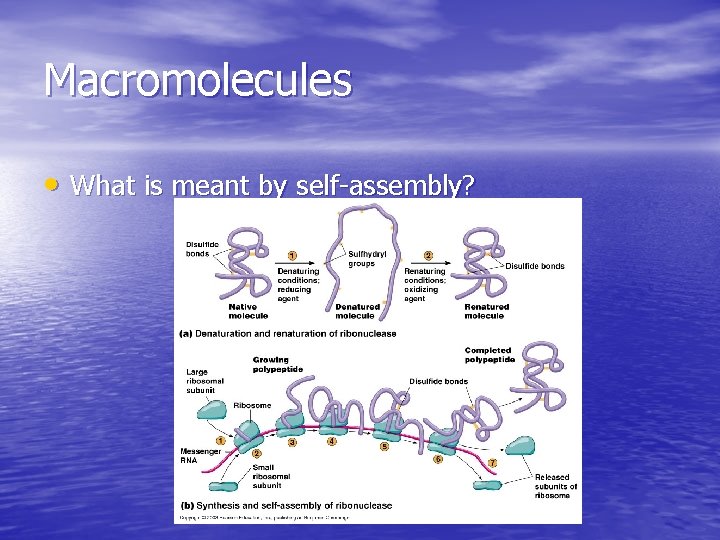 Macromolecules • What is meant by self-assembly? Macromolecules • What is meant by self-assembly?