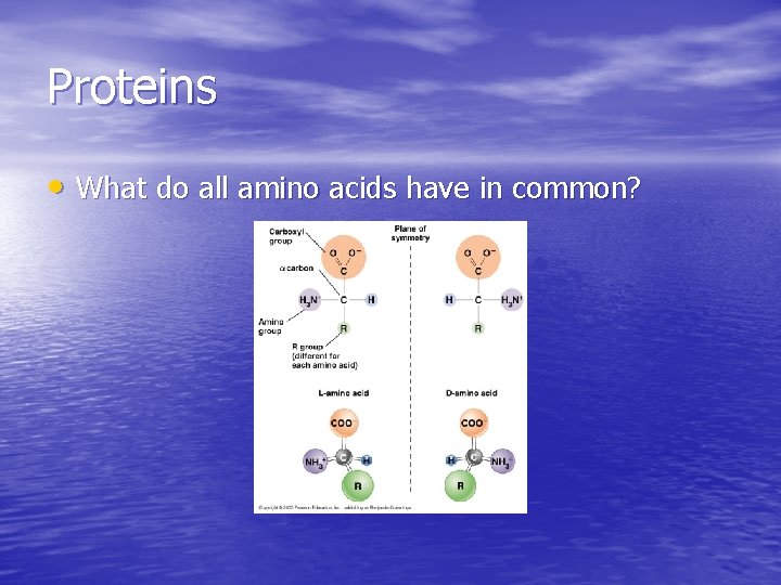 Proteins • What do all amino acids have in common? Proteins • What do all amino acids have in common?