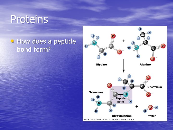 Proteins • How does a peptide bond form? Proteins • How does a peptide bond form?