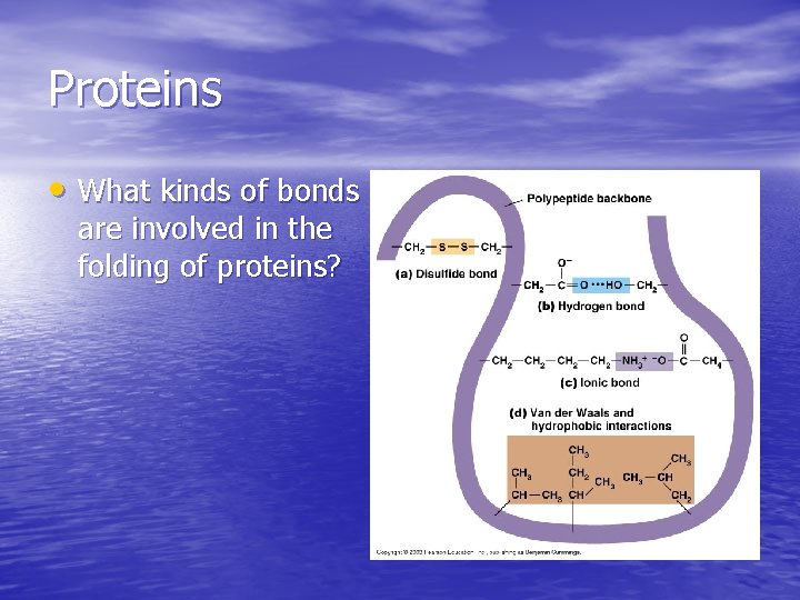 Proteins • What kinds of bonds are involved in the folding of proteins? Proteins • What kinds of bonds are involved in the folding of proteins?