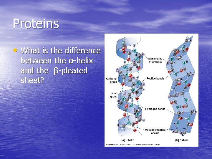 Proteins • What is the difference between the α-helix and the β-pleated sheet? Proteins • What is the difference between the α-helix and the β-pleated sheet?