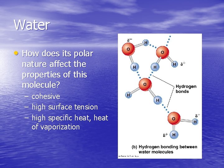 Water • How does its polar nature affect the properties of this molecule? – Water • How does its polar nature affect the properties of this molecule? –