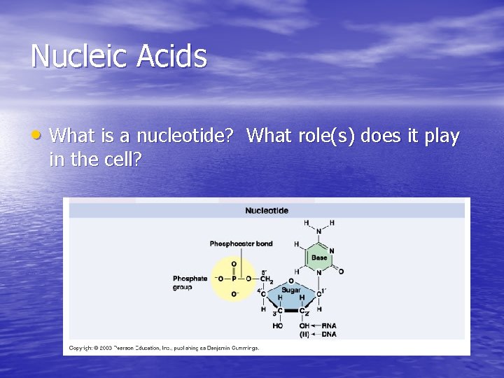 Nucleic Acids • What is a nucleotide? What role(s) does it play in the Nucleic Acids • What is a nucleotide? What role(s) does it play in the
