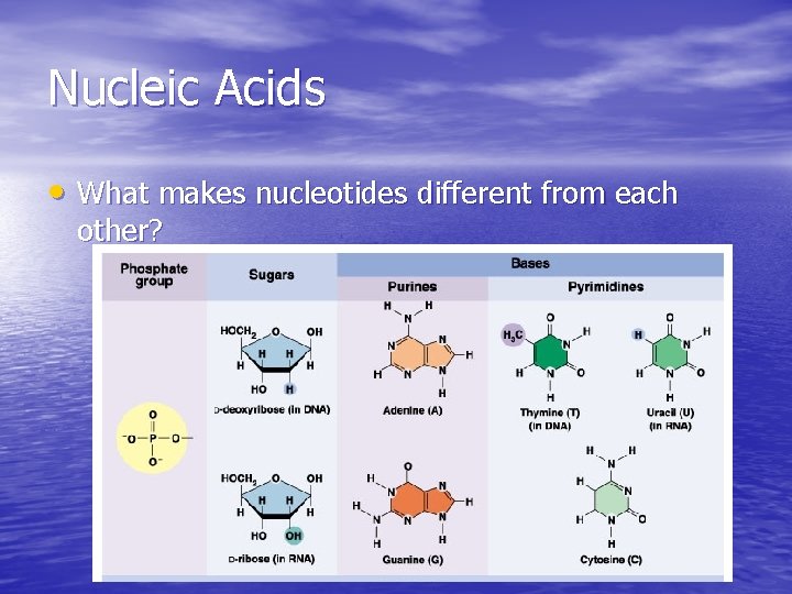 Nucleic Acids • What makes nucleotides different from each other? Nucleic Acids • What makes nucleotides different from each other?