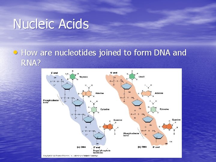 Nucleic Acids • How are nucleotides joined to form DNA and RNA? Nucleic Acids • How are nucleotides joined to form DNA and RNA?