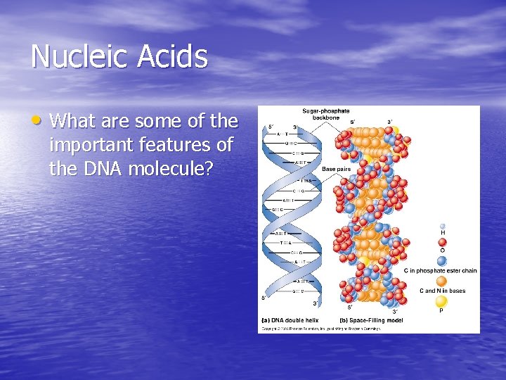 Nucleic Acids • What are some of the important features of the DNA molecule? Nucleic Acids • What are some of the important features of the DNA molecule?