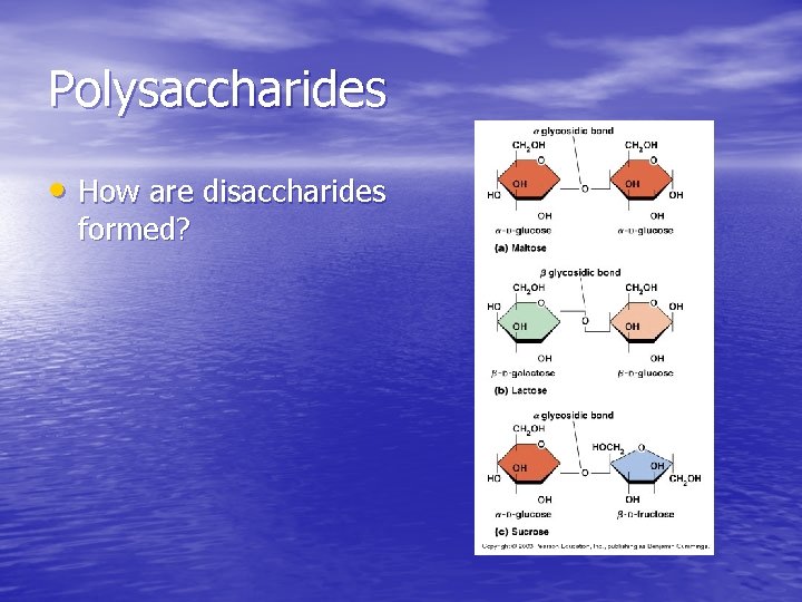 Polysaccharides • How are disaccharides formed? Polysaccharides • How are disaccharides formed?