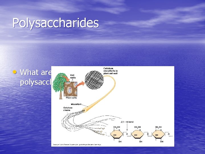 Polysaccharides • What are some of the functions of polysaccharides in cells? Polysaccharides • What are some of the functions of polysaccharides in cells?