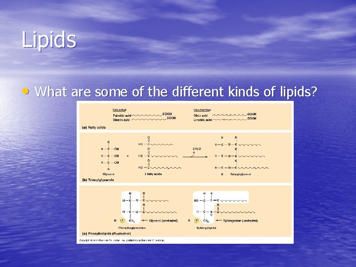 Lipids • What are some of the different kinds of lipids? Lipids • What are some of the different kinds of lipids?