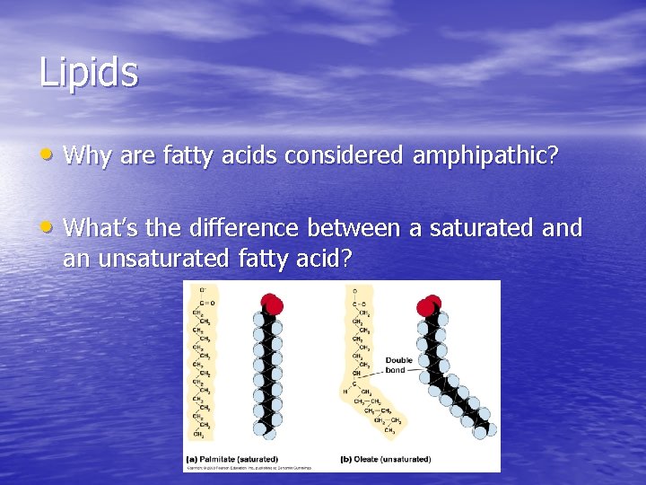 Lipids • Why are fatty acids considered amphipathic? • What’s the difference between a Lipids • Why are fatty acids considered amphipathic? • What’s the difference between a