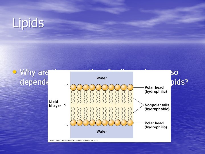 Lipids • Why are the properties of cell membranes so dependent upon the structure Lipids • Why are the properties of cell membranes so dependent upon the structure